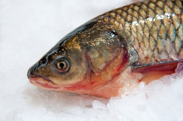 White Amur or Grass Carp (Ctenopharyngodon idella). Frozen fresh fish on ice. Selective focus