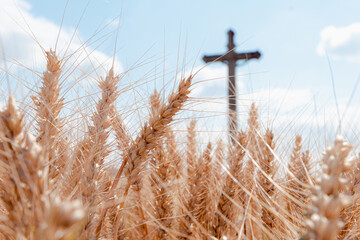 Barley field with wayside cross