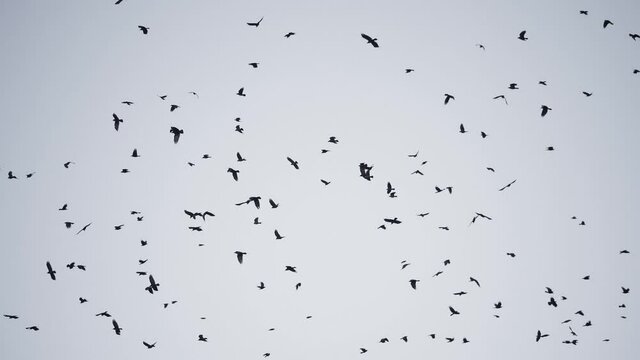 flock of birds flying in the sky crows. chaos of death concept. group of birds flying in the sky. black crows in a group circling against fly the sky. migration movement of birds from warm countries