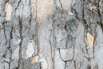 A rough tree bark background.