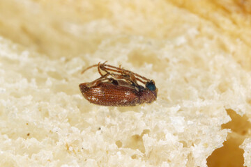Ptinus fur beetles in the subfamily Ptininae - hitemarked spider beetle, family Anobiidae - woodworm or wood borer. Pest of food in homes, shops and stores. Insect on bread.