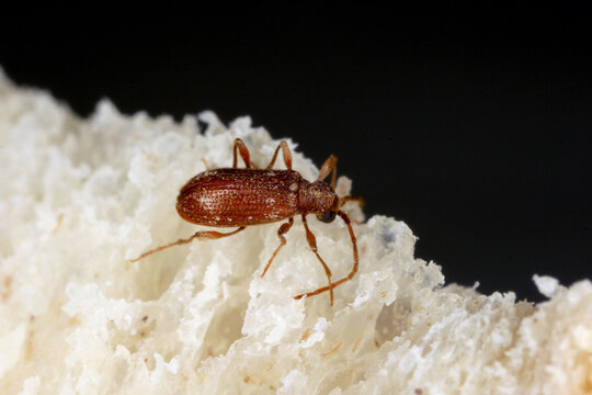 Ptinus fur beetles in the subfamily Ptininae - hitemarked spider beetle, family Anobiidae - woodworm or wood borer. Pest of food in homes, shops and stores. Insect on bread.