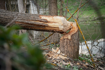 Tree felled by beaver