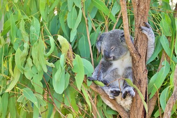Nahaufnahme Koala im Baum
