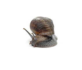 Snail. Large grape snail isolated on white.