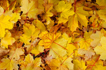 Naklejka na ściany i meble Abstract background of yellow autumn leaves