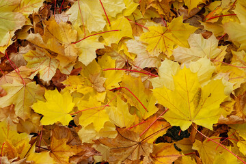 Naklejka na ściany i meble Autumn leaves nature background.Autumn background nature. Fall background nature background. Yellow leaves in nature autumn background