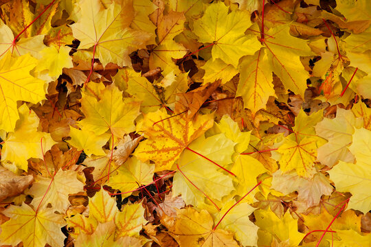 Abstract background of yellow autumn leaves