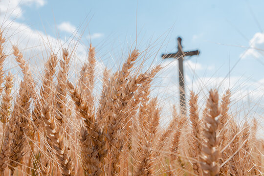 Barley field with wayside cross