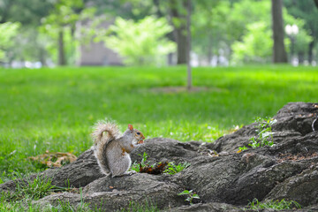 A squirrel in the lunch break at the Capitol grounds - Washington DC, United States