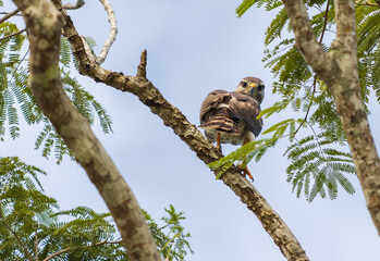 Tiro de ángulo bajo de un halcón en un árbol mirando hacia abajo