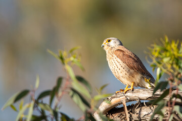 Common kestrel male is standing on a tree branch and looking up to the sky.
