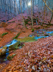 small brook rushing in mountain canyon with red dry leaves at the sunny autumn day