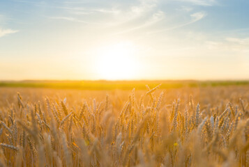 wide summer wheat field at the sunset, farm agricultural scene
