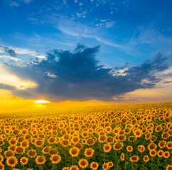Obraz premium golden sunflower field at the dramatic sunset, natural agricultural background