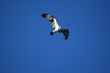 osprey flying hunting bird prey sky blue ocean