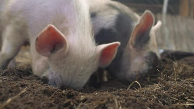 pigs on farm. pig running on farm the ground slow motion video. pigs on farm agribusiness business natural farming concept. pigs is digging the ground