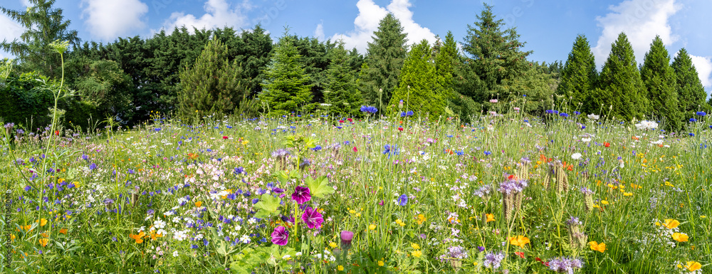 Wall mural a colorful meadow of flowers that provides an ideal habitat for insects and a good source of food