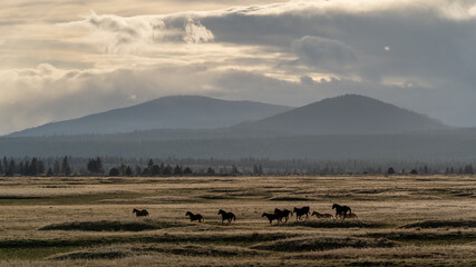 Fototapeta na wymiar Horses on a ranch as a storm begins to roll into Central Oregon
