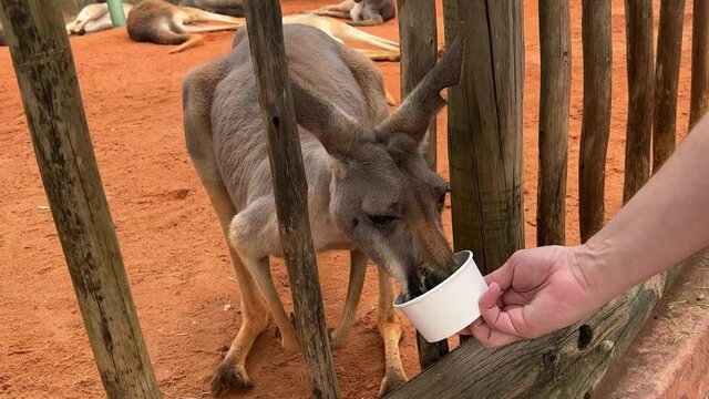 A person feeding a kangaroo in a zoo.