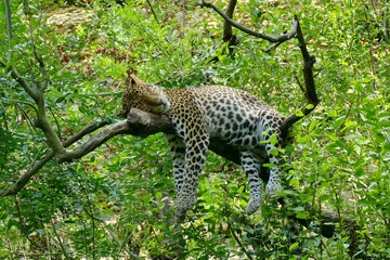 Léopard dormant dans un arbre