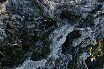 The texture of the bark of an old shriveled tree. Background for design development