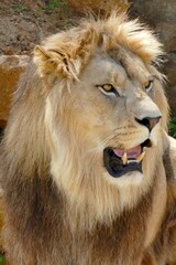 Portrait d’un lion mâle