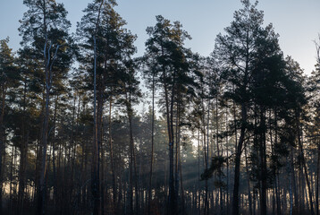 Winter pine forest in the morning sun with fog, nature and ecology