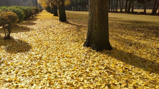 びっしりと敷き詰められた黄色い銀杏の葉