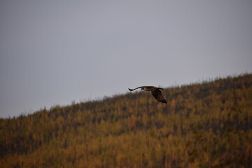 Autumn in Fairbanks, Alaska