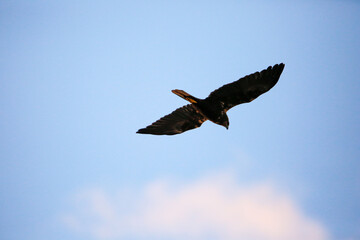 osprey in flight