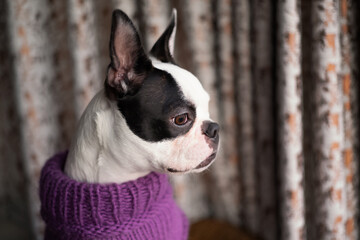 Boston Terrier puppy wearing a purple wool jumper. The dog is staring out of a window there are curtains behind her. Her head is in profile.