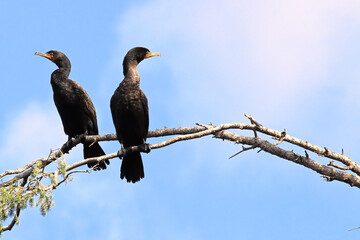 Two Cormorants sitting on a bare branch