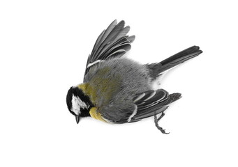Dead titmouse isolated on white background. Dead bird isolated.