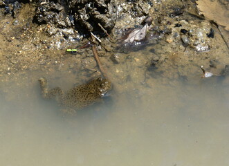 Common brown frog or European grass frog (Rana temporaria) in a stream with young offspring. 