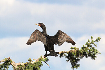 Back view of a Cormorant dryinging its wings on a branch
