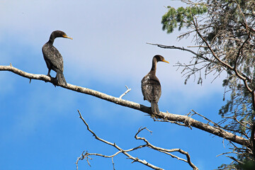 Two Cormorants in a tree against a blue sky