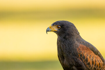 Portrait of a desert buzzard at a sunny day in summer.