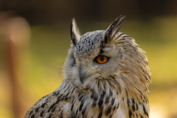 A portrait of an eagle owl next to a forest at a cloudy day in autumn.