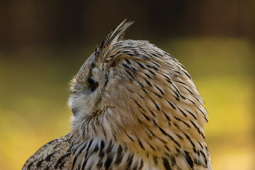 A portrait of an eagle owl next to a forest at a cloudy day in autumn.