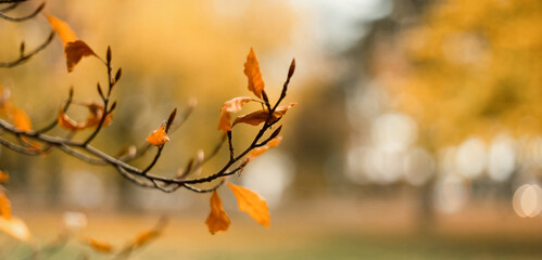 Abstract autumn fall background. Falling blurred background. Copy space for text.