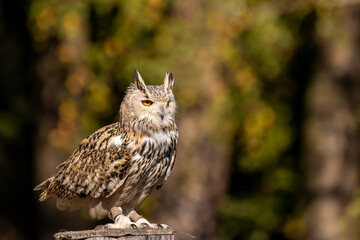 A portrait of an eagle owl next to a forest at a cloudy day in autumn.