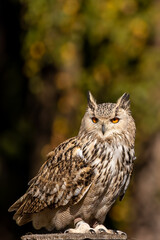 A portrait of an eagle owl next to a forest at a cloudy day in autumn.
