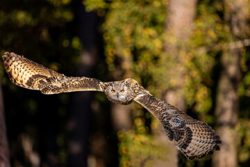 An eagle owl flying over a meadow next to a forest at a cloudy day in autumn.
