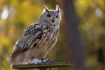A portrait of an eagle owl next to a forest at a cloudy day in autumn.