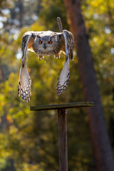 An eagle owl flying over a meadow next to a forest at a cloudy day in autumn.
