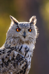 A portrait of an eagle owl next to a forest at a cloudy day in autumn.