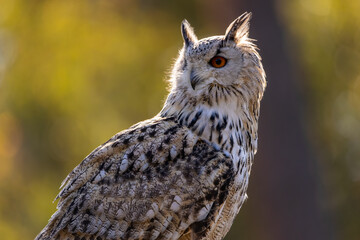 A portrait of an eagle owl next to a forest at a cloudy day in autumn.
