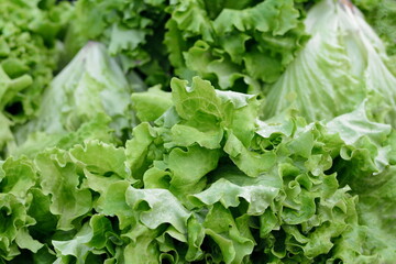 Fresh Green salad leaves background