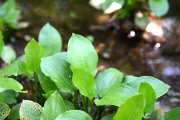 fresh plantain leaves in a natural environment  (Plantago Major)